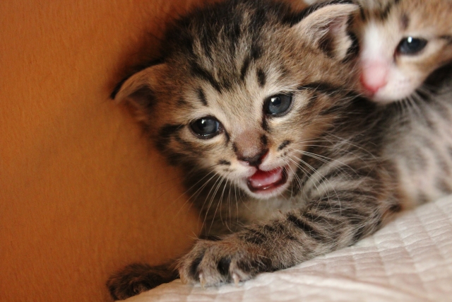 鳴いてる猫