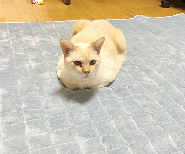 カーペット
