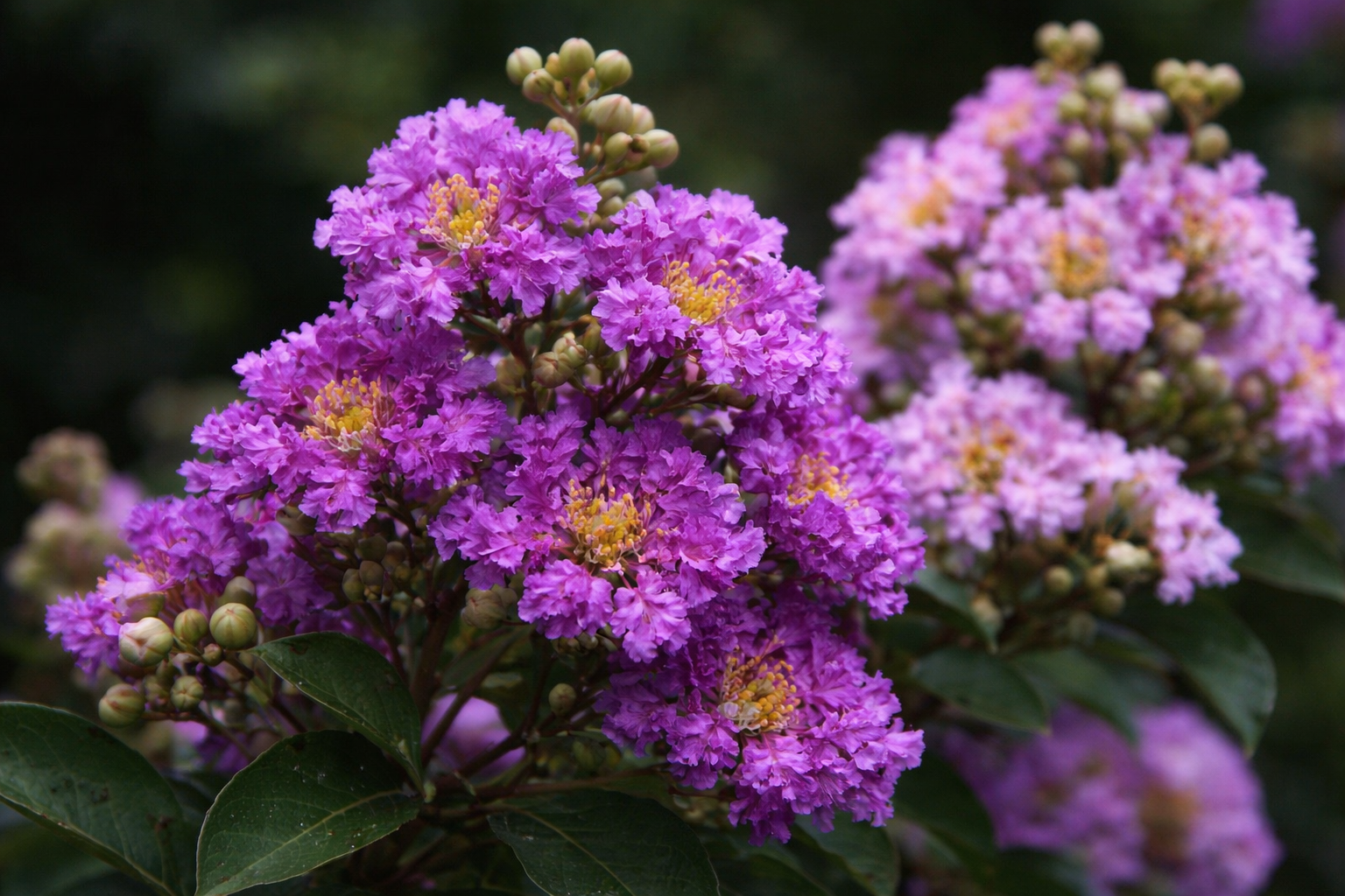 珍しい百日紅の色と個性的な魅力